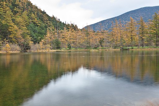 明神池の黄葉