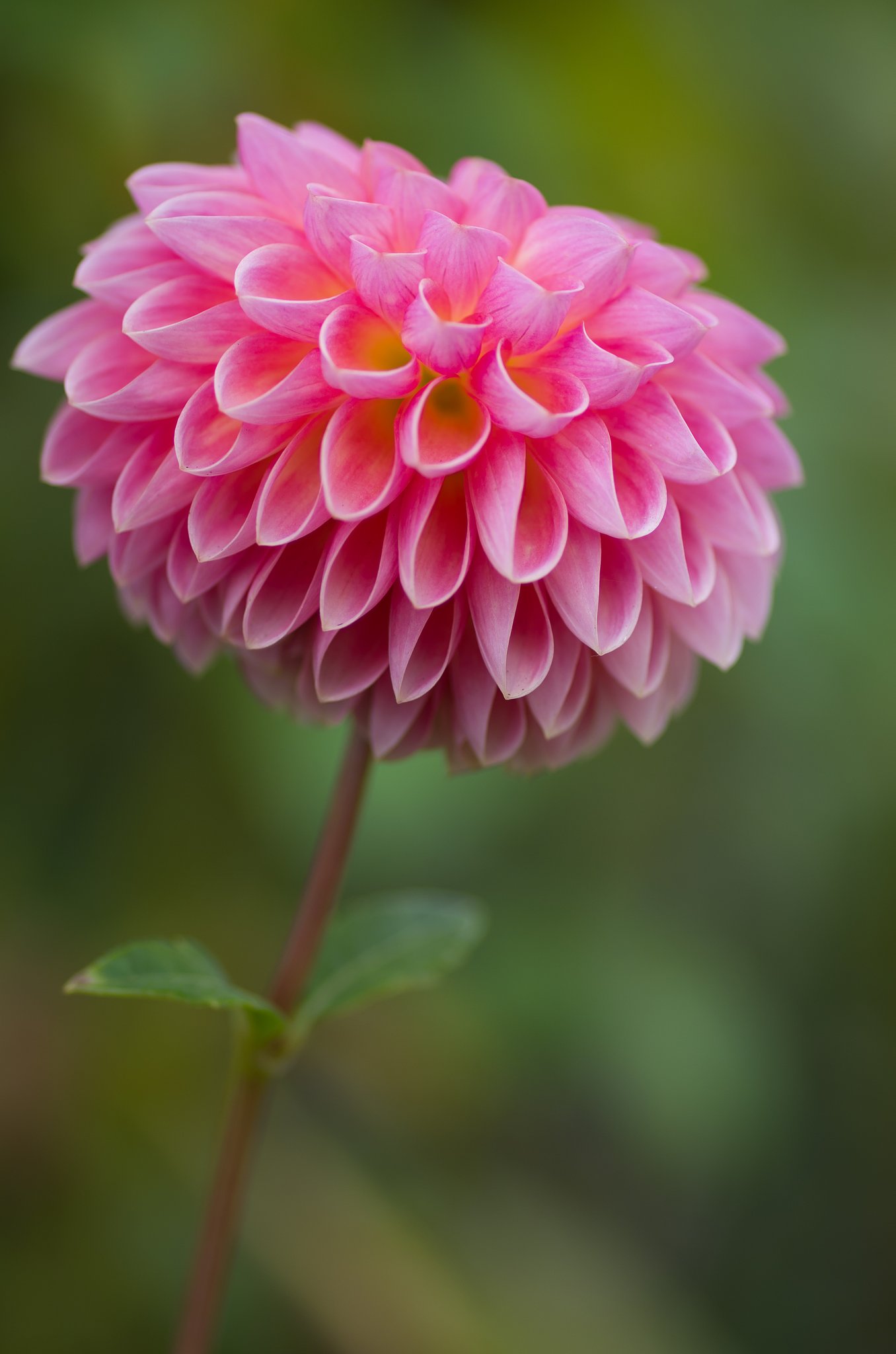 PENTAX-D FA MACRO 100mm F2.8 