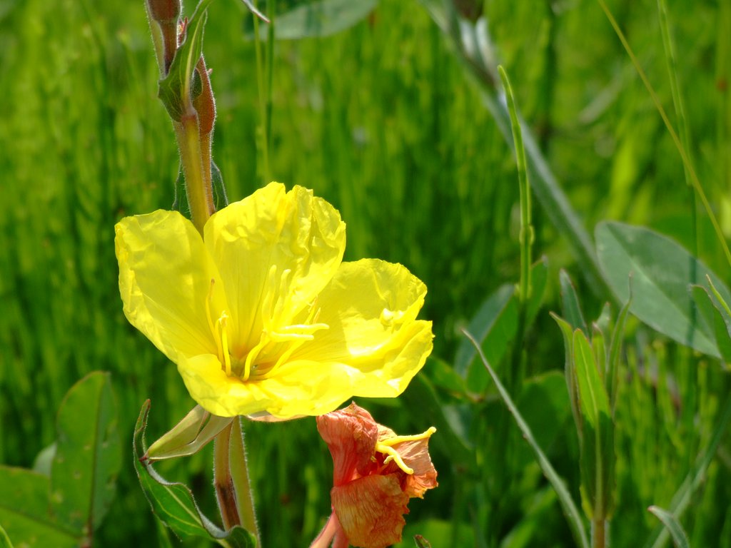 野原の名もない？花