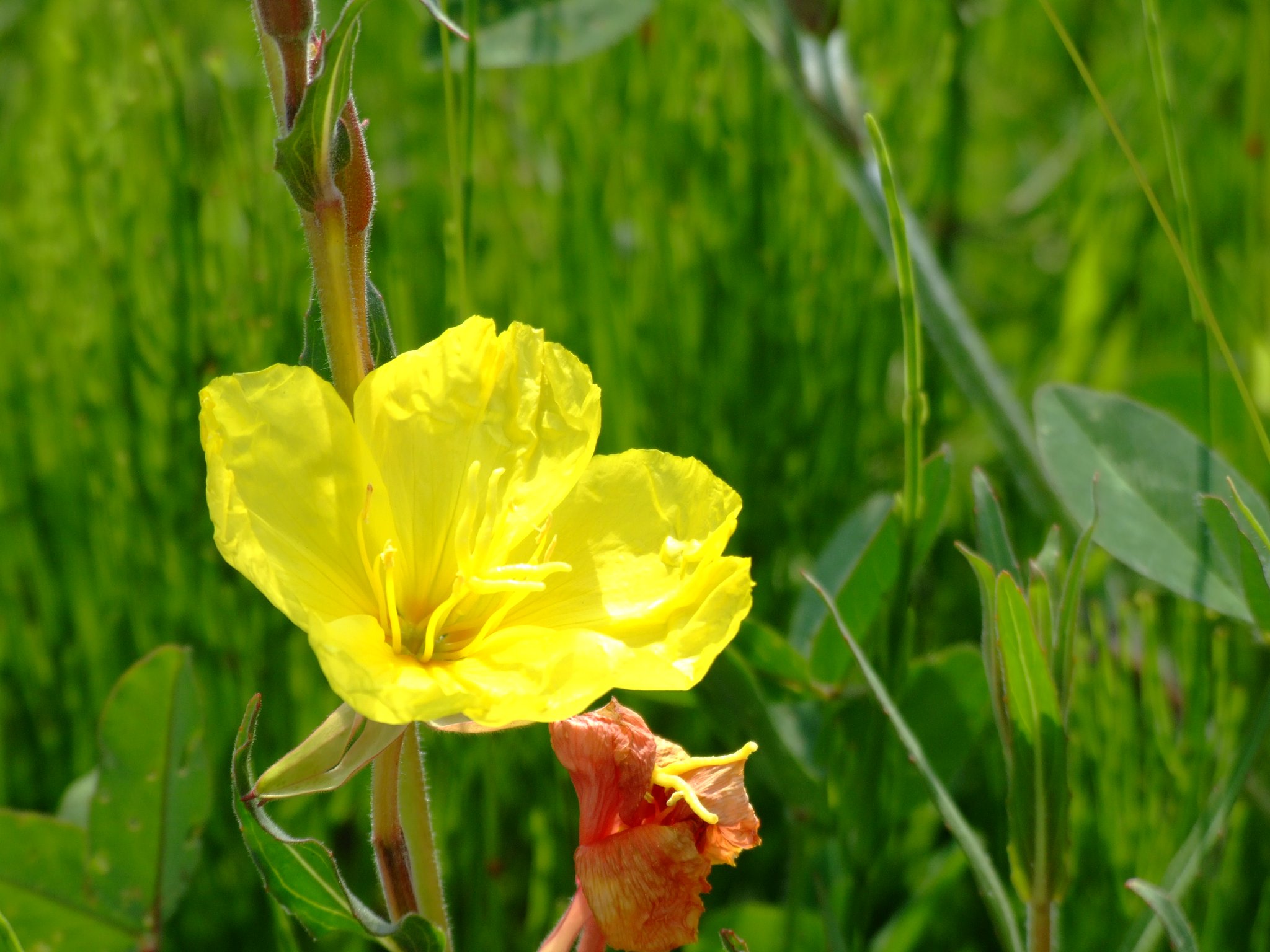 野原の名もない？花