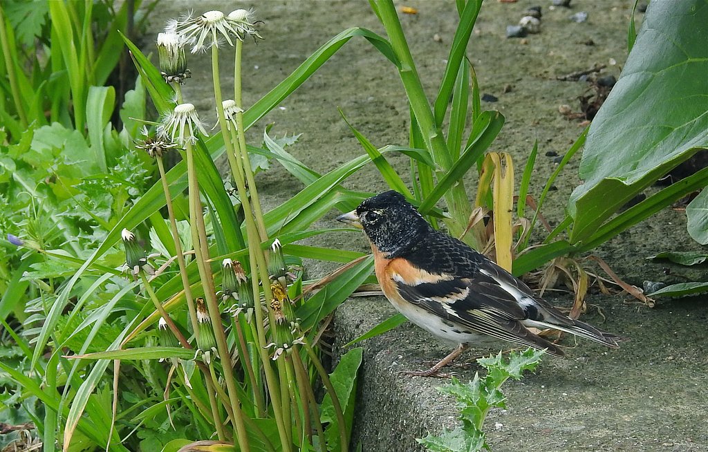 アトリ♂