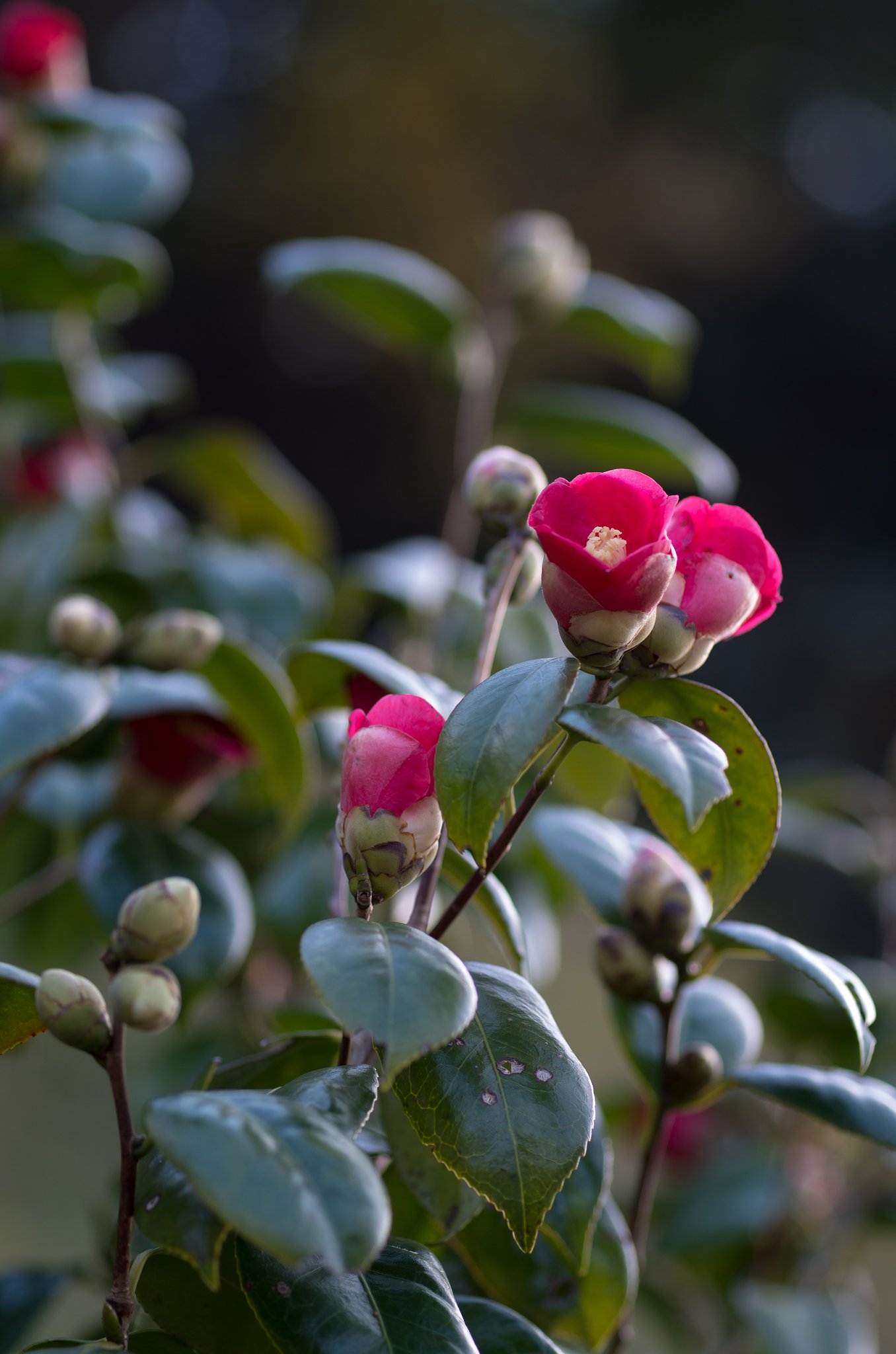 SIGMA MACRO 70mm F2.8 