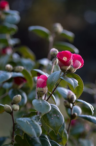 SIGMA MACRO 70mm F2.8 