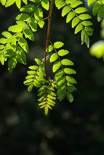 光に小さな葉