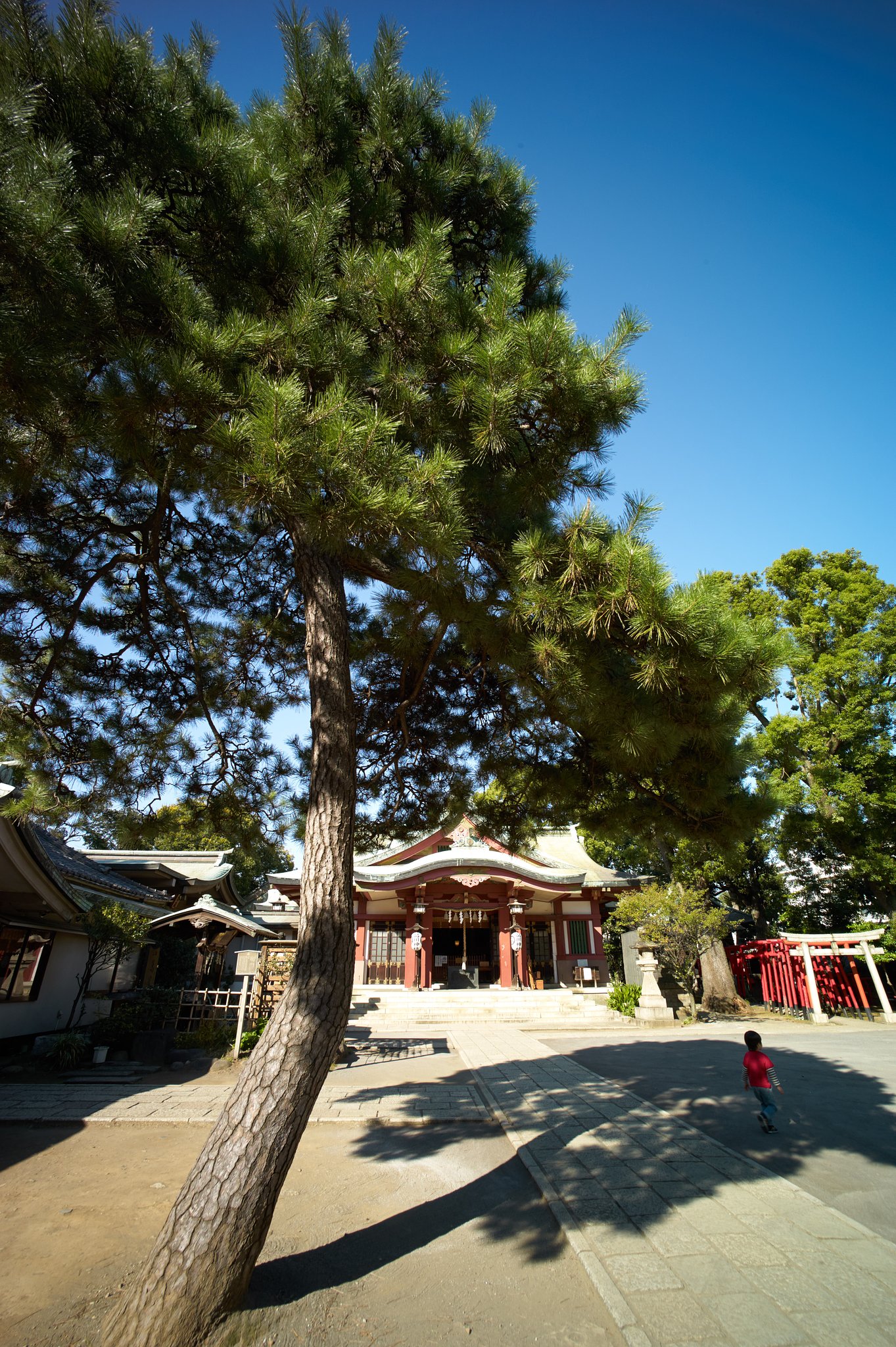 Distagon 2.8/15 ZM