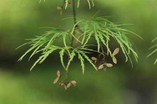 緑蔭のプロペラ