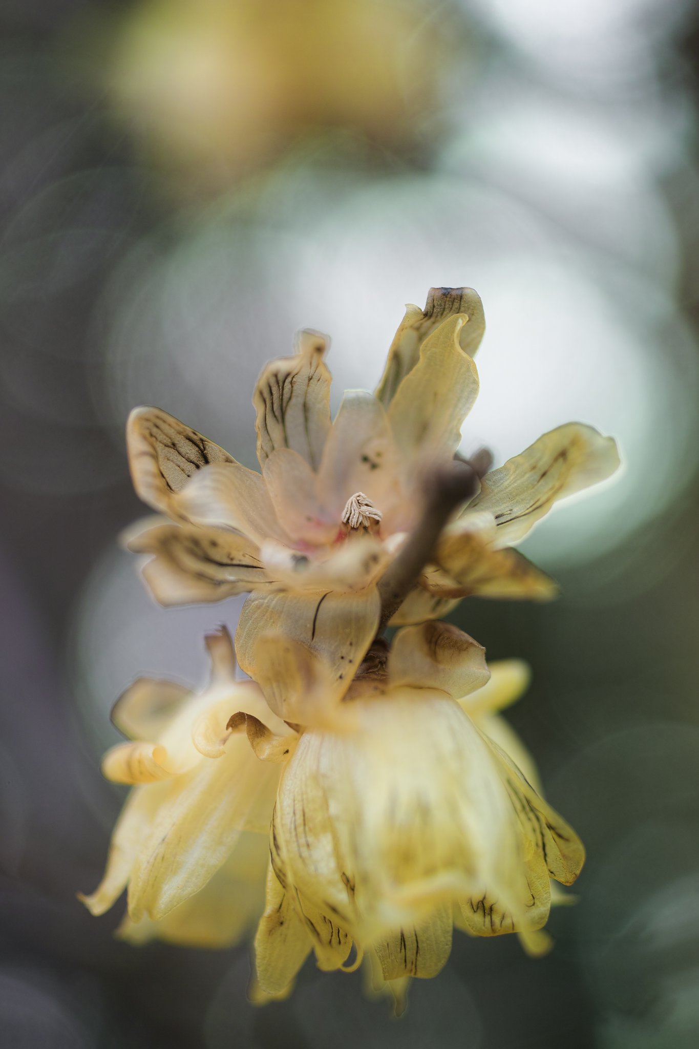 ペンタックスFA50㎜マクロF2.8