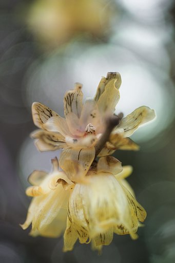 ペンタックスFA50㎜マクロF2.8