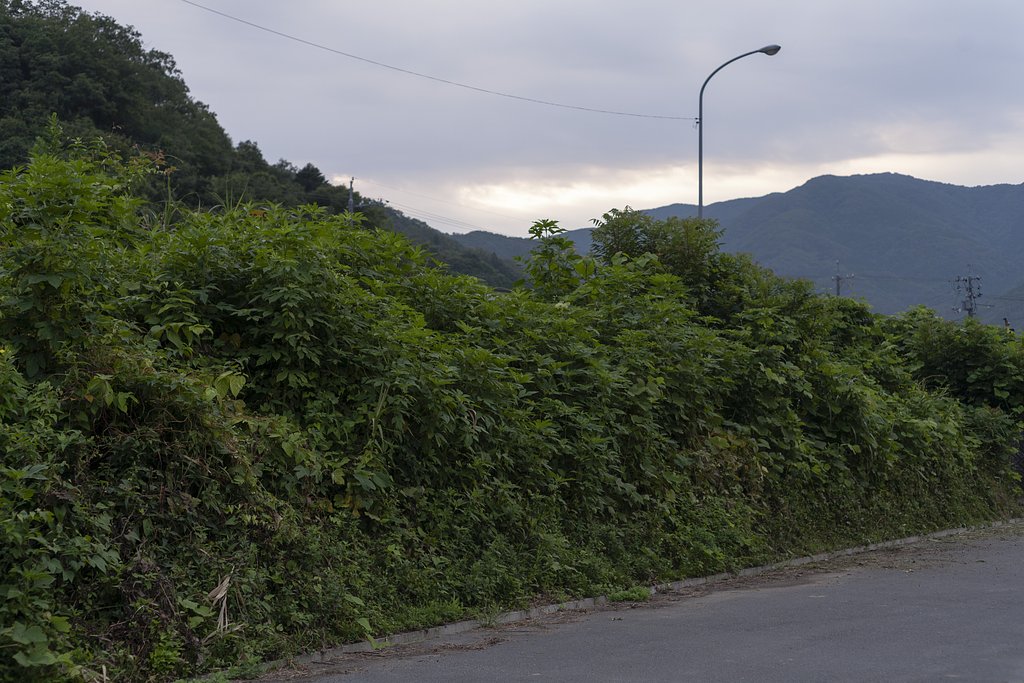 梅雨は明けたものの？