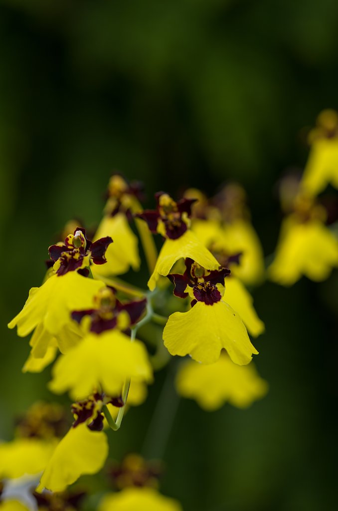 SIGMA MACRO 70mm F2.8 