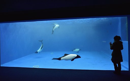 パンダイルカの水槽
