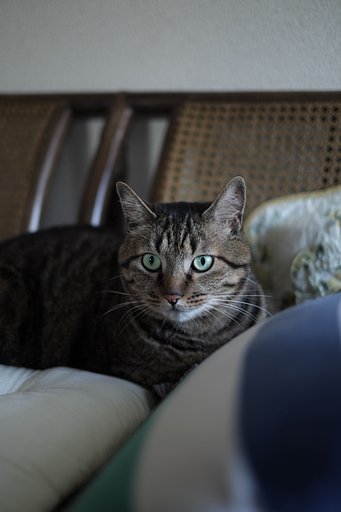 Fuji XF35 1.4