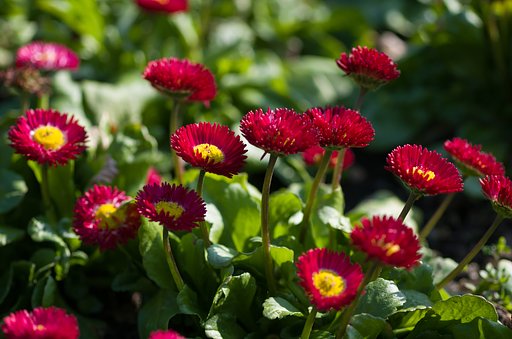 SIGMA MACRO 70mm F2.8