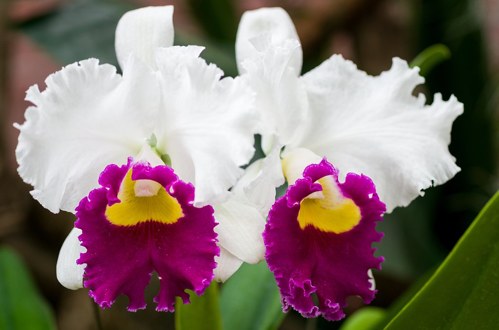 SIGMA MACRO 70mm F2.8