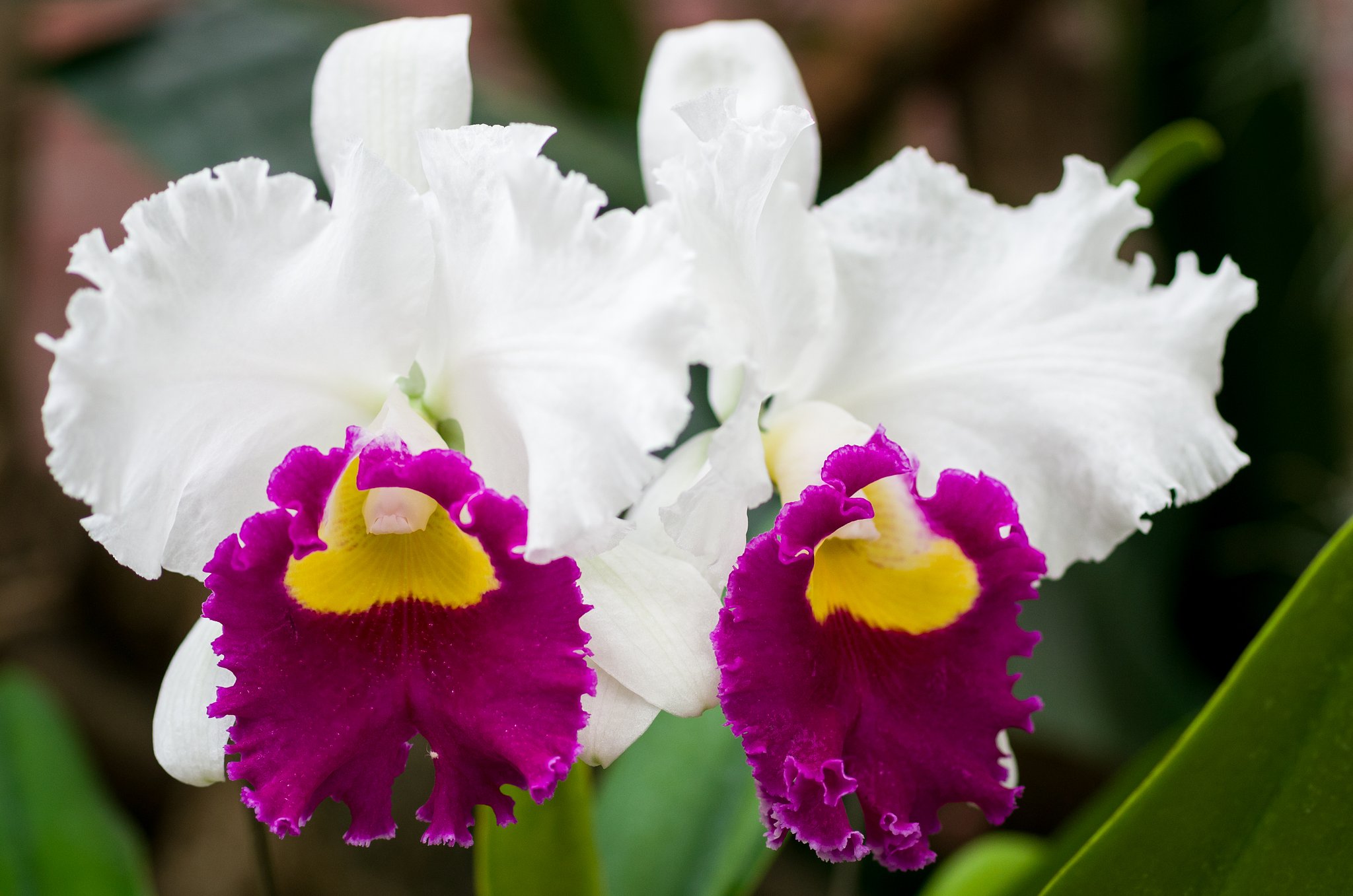 SIGMA MACRO 70mm F2.8