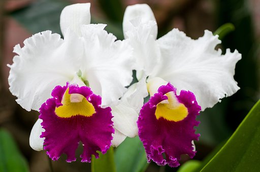 SIGMA MACRO 70mm F2.8