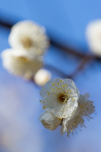 EF180mm F3.5 L MACRO