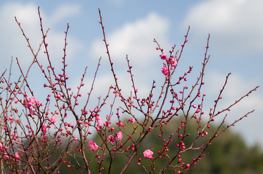 SIGMA MACRO 70mm F2.8 