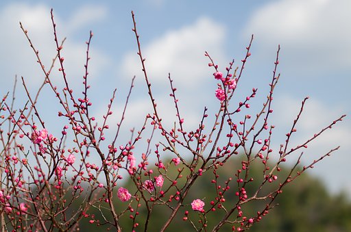 SIGMA MACRO 70mm F2.8 