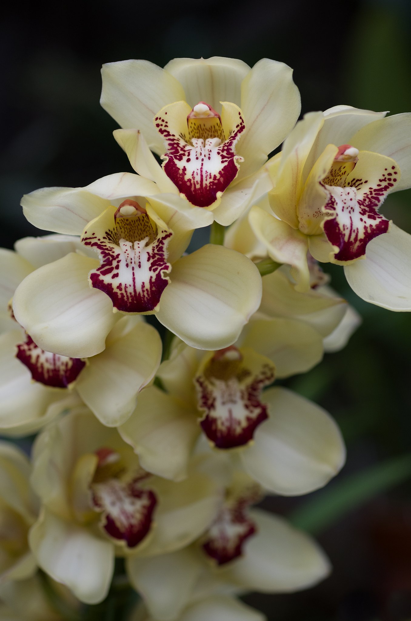 SIGMA MACRO 70mm F2.8