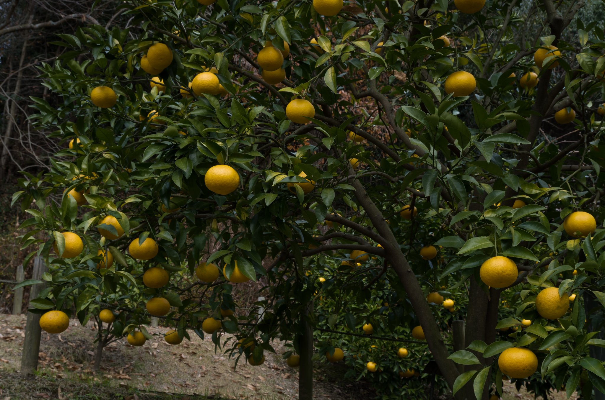 夏蜜柑