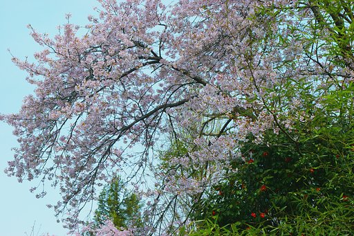 桜