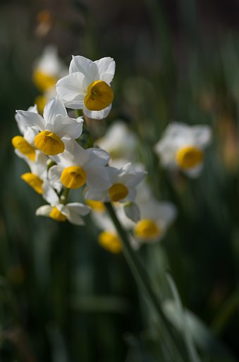 PENTAX-D FA MACRO 100mm F2.8