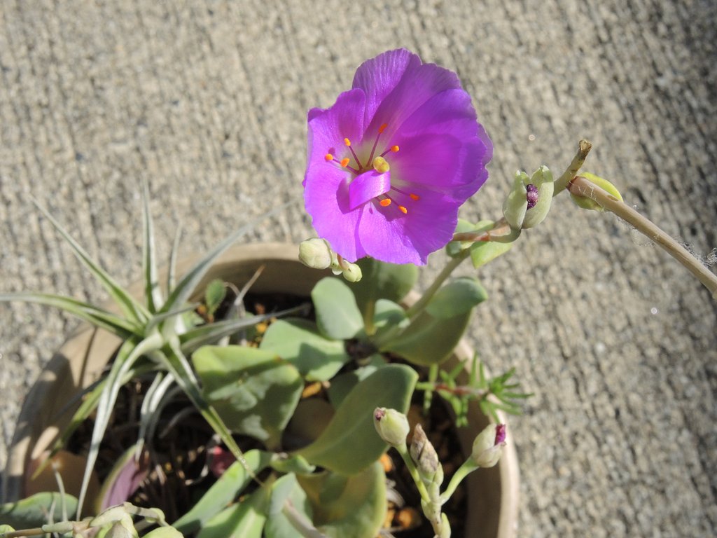 キスタンテ・グランディフロラの花