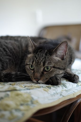 Fuji XF 35 1.4