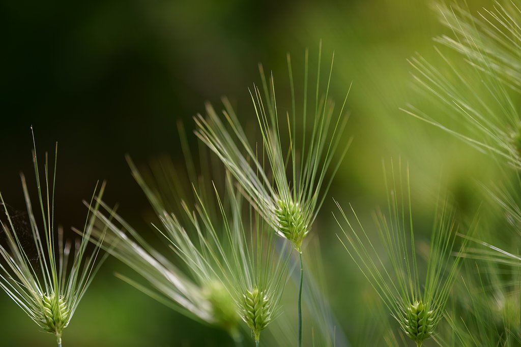 Otus 85mm F1.4 ZF2