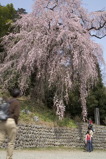さくらのせいとあくしゅっ！
