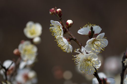 SIGMA MACRO 70mm F2.8