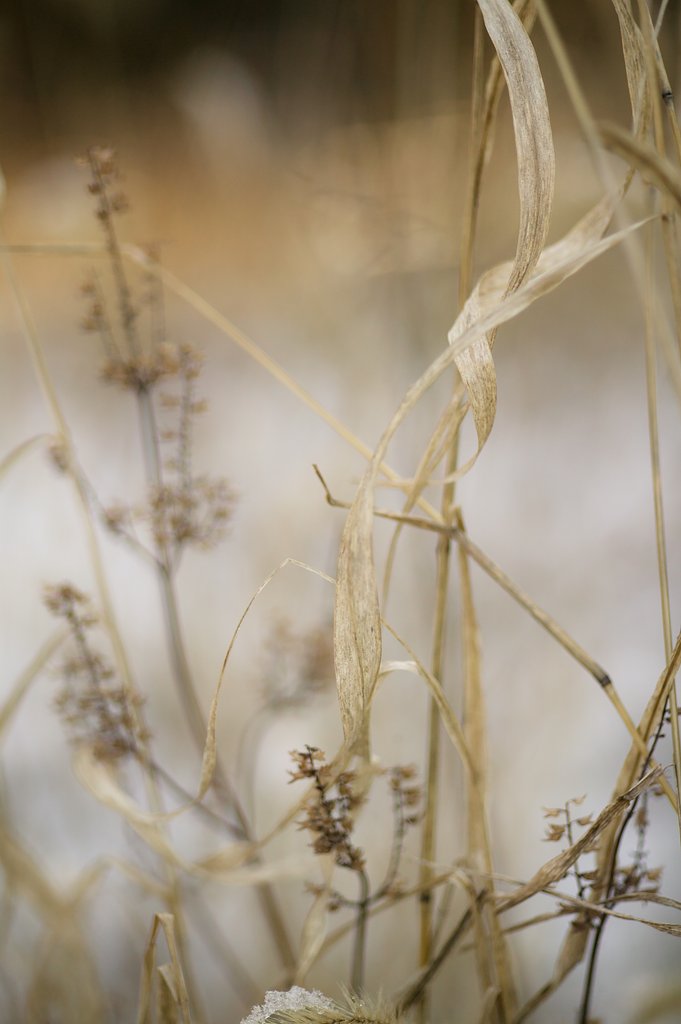 Y/C P50mmF1.4AEJ