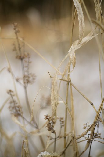 Y/C P50mmF1.4AEJ
