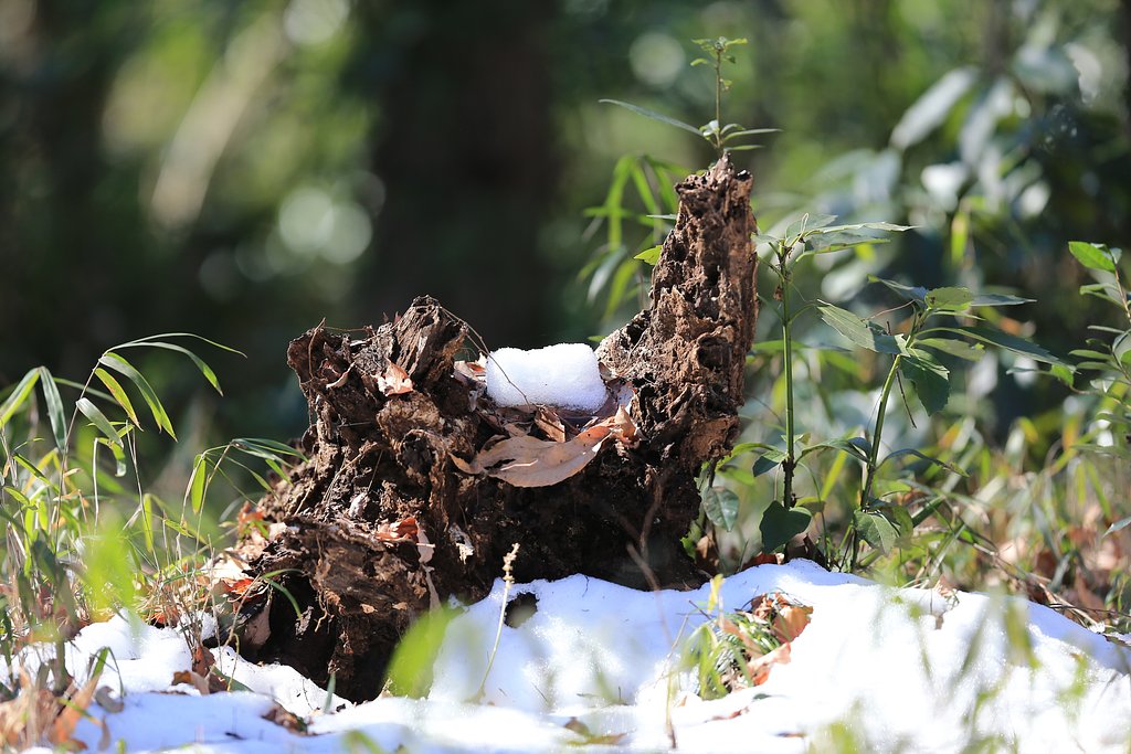 残り雪
