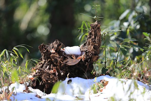 残り雪