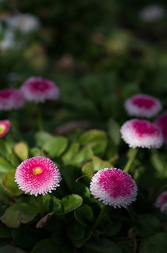SIGMA MACRO 70mm F2.8