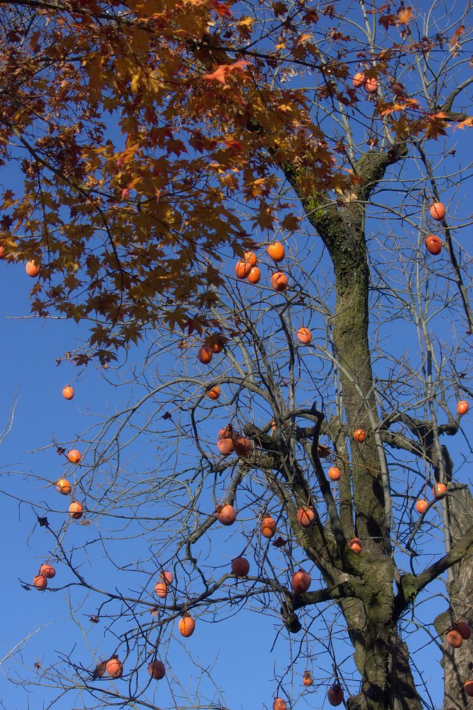 柿と紅葉
