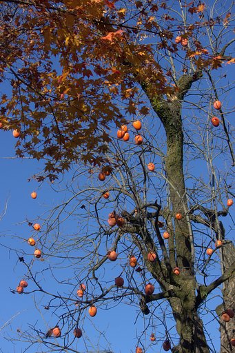 柿と紅葉