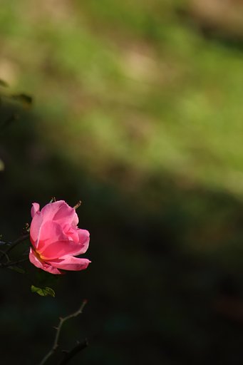 けなげな薔薇