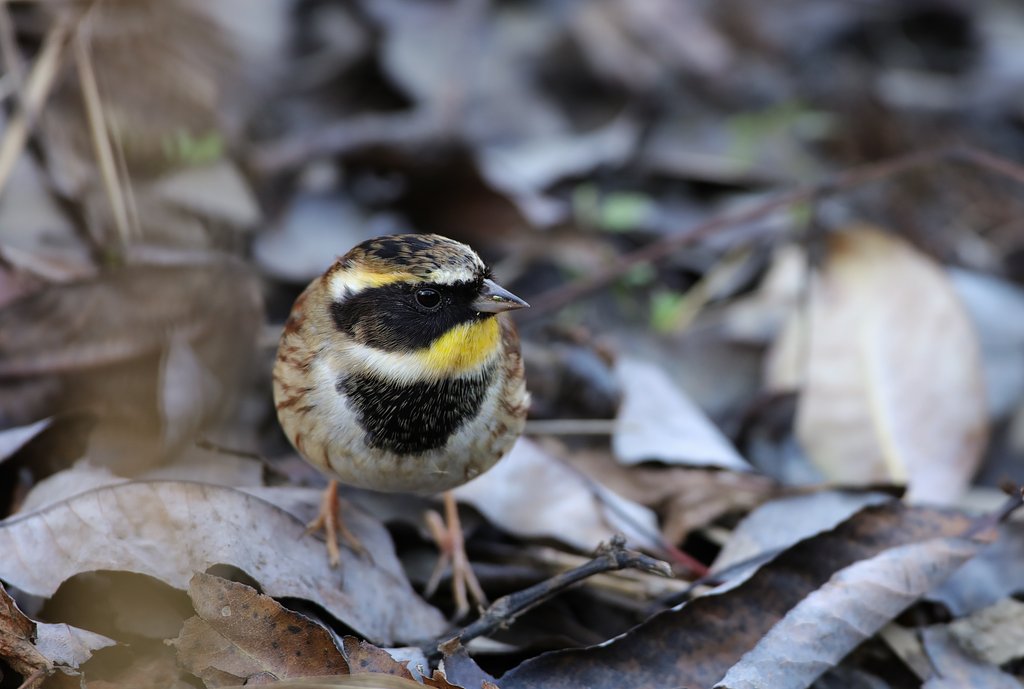 ♂ミヤマホオジロ②