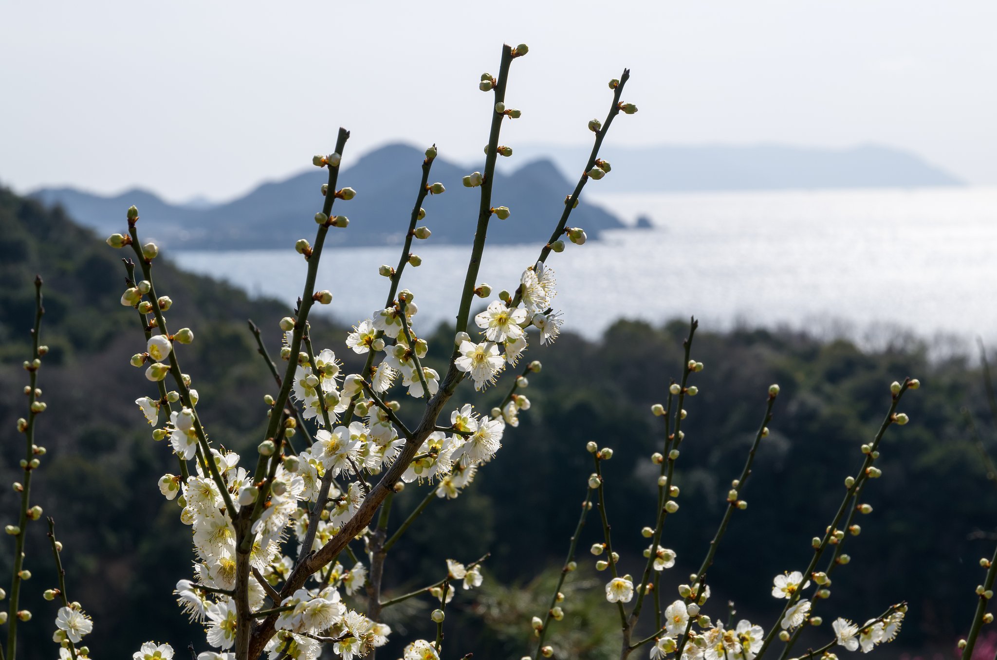 SIGMA 17-70mm F2.8-4 DC MACRO 