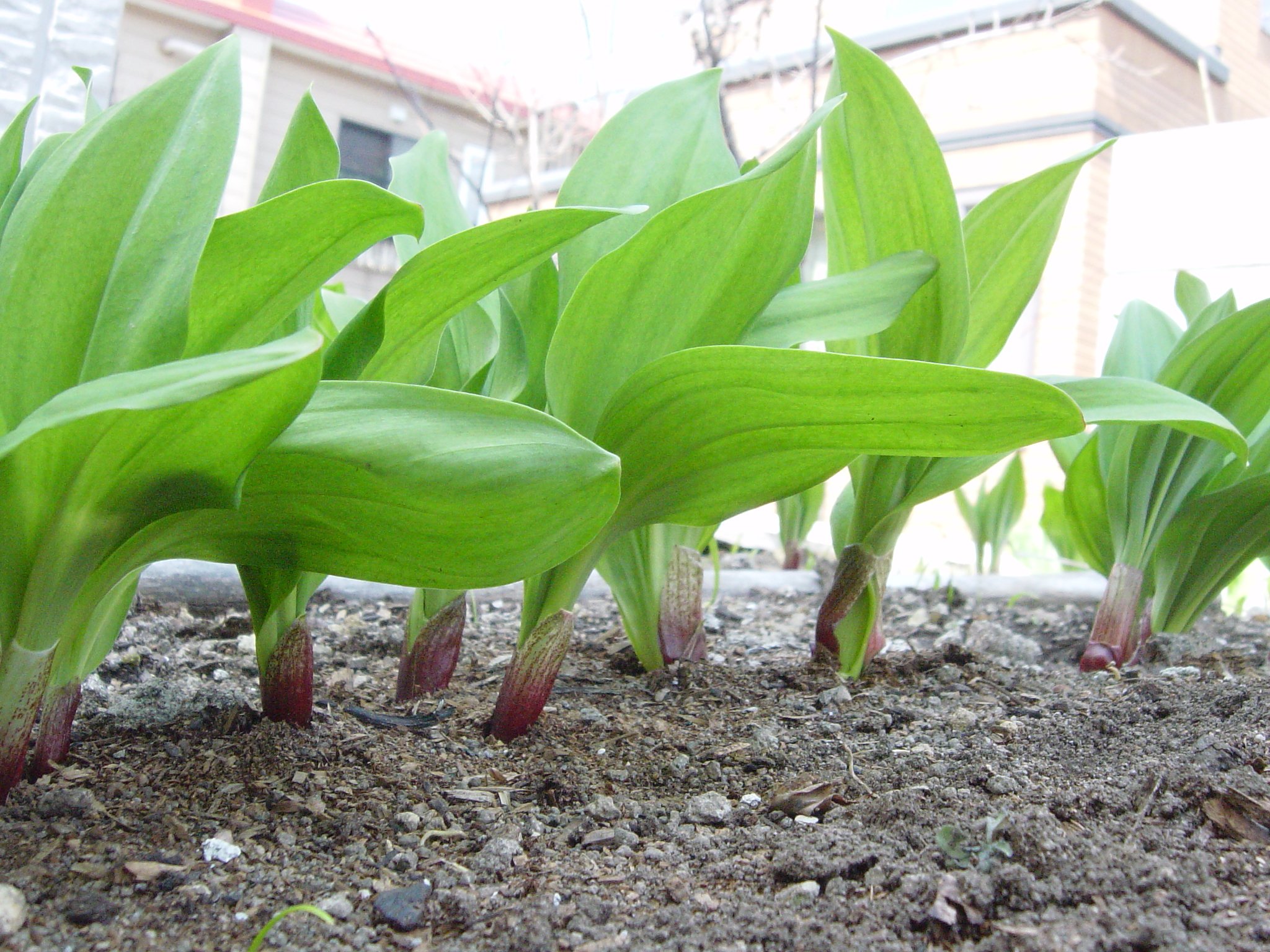 山菜の大様