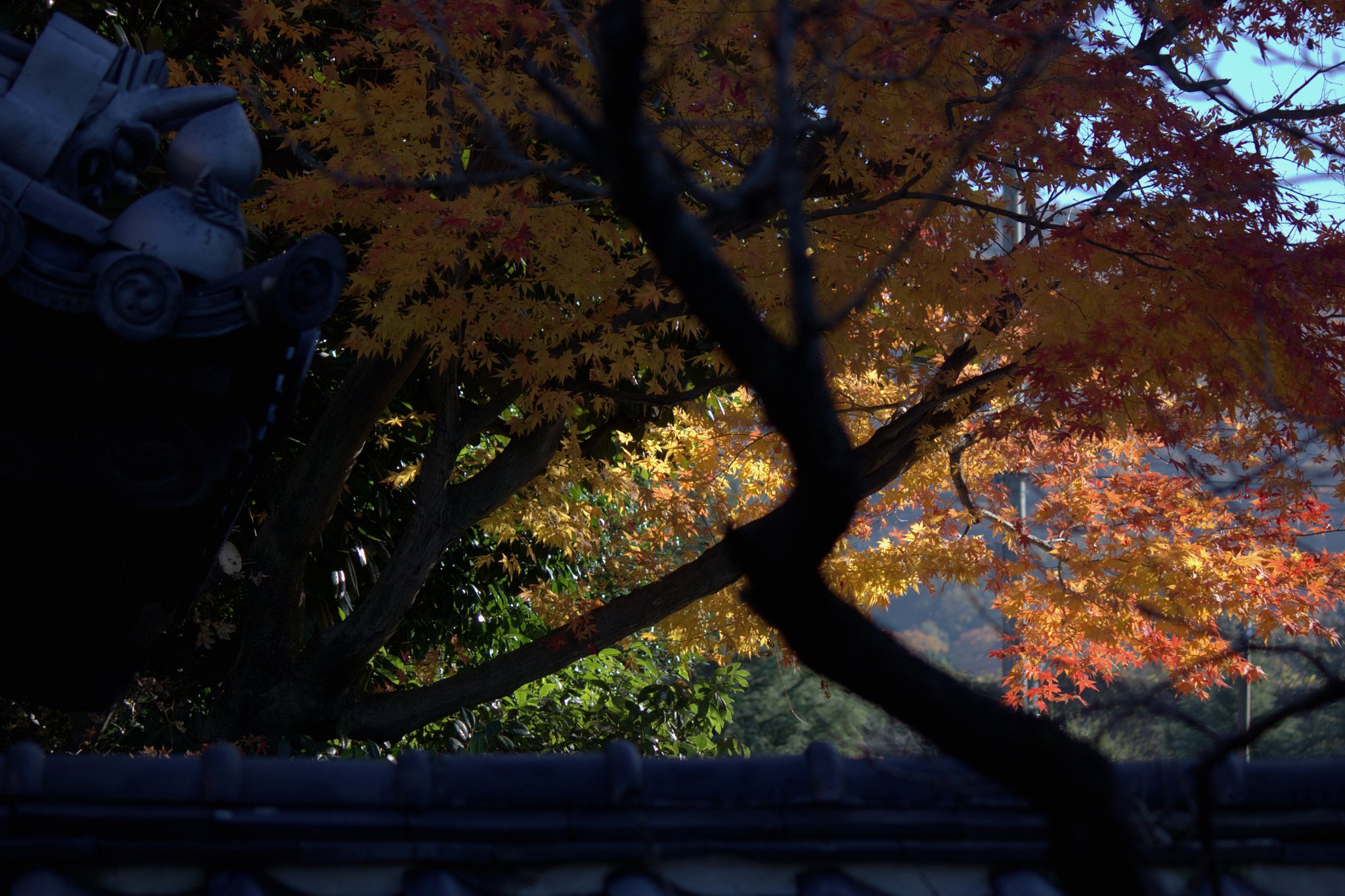 宇治の黄檗の紅葉