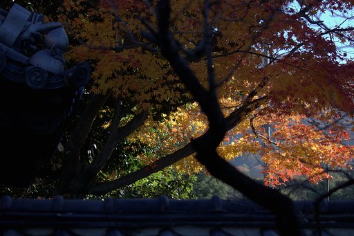 宇治の黄檗の紅葉