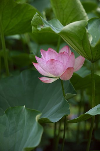 Canon 85 1.2L