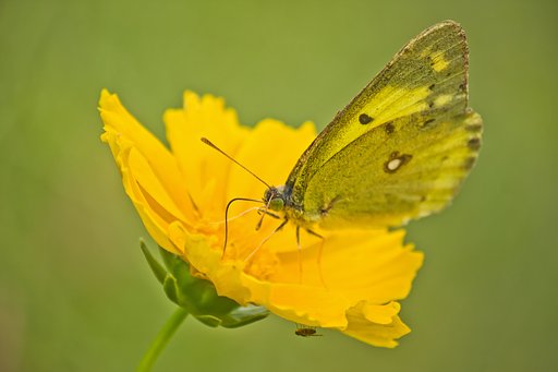 モンキチョウの肖像