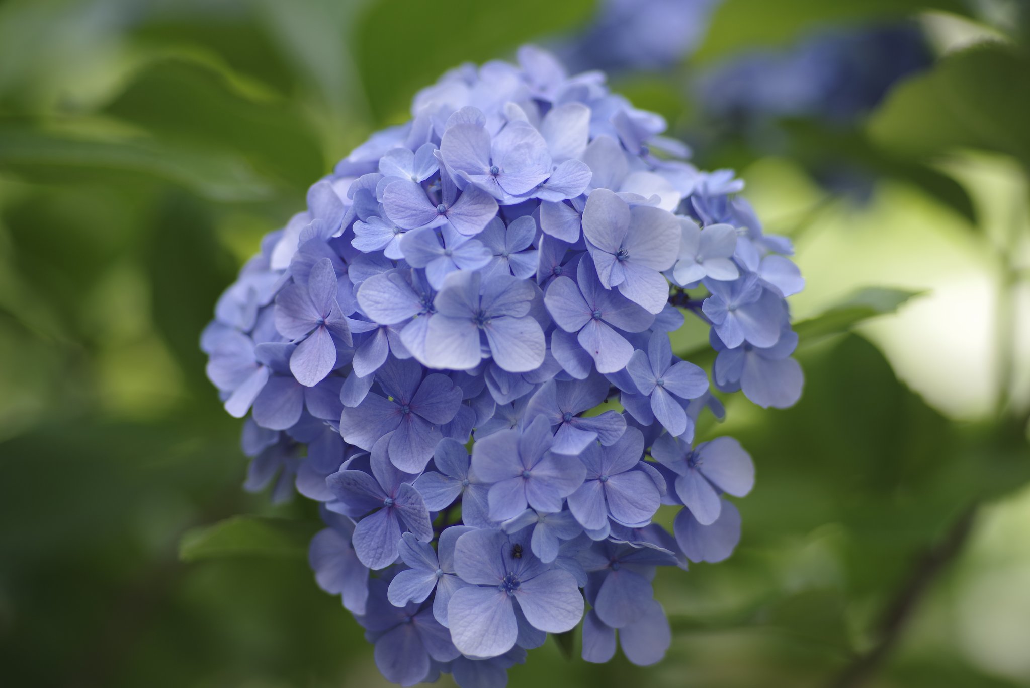 smc PENTAX-A☆135mm F1.8 