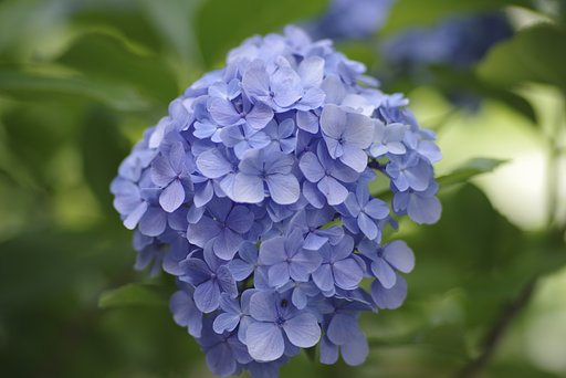 smc PENTAX-A☆135mm F1.8 