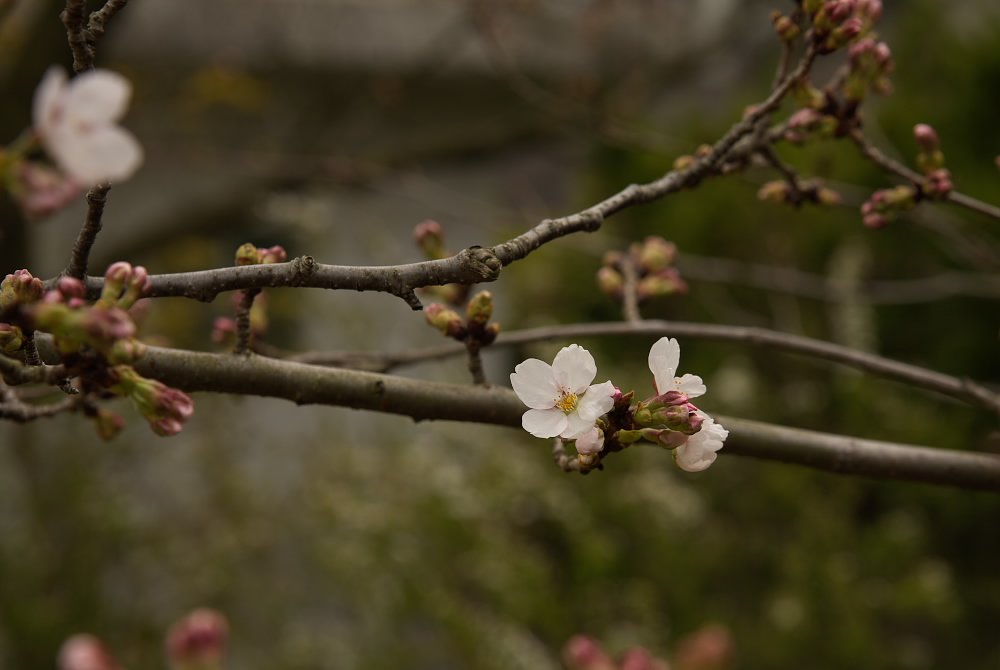 やっと桜です